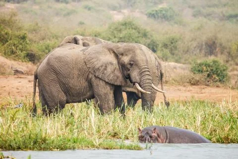 Elephants Stock Photos