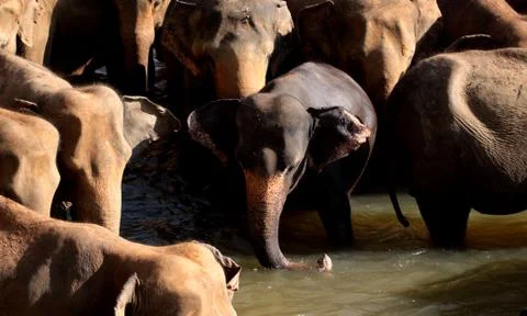 Elephants Stockfoto's