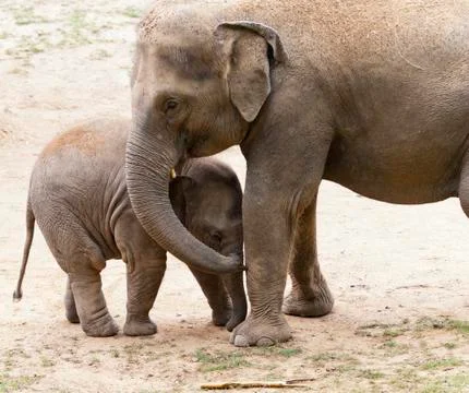 Elephants Stock Photos