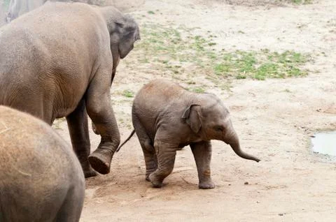 Elephants Foto stock