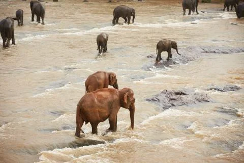 Elephants Stock-Fotos