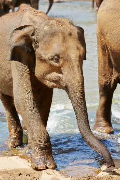 Elephants Stock Photos