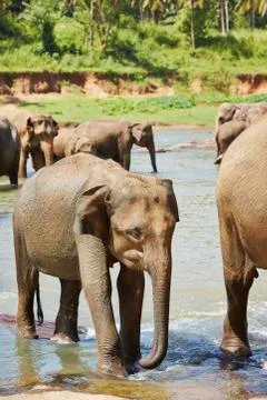 Elephants Stock-Fotos