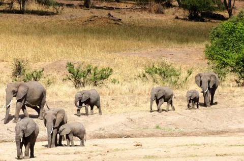 Elephants Stock Photos