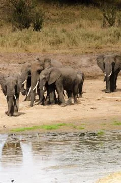 Elephants Stock Photos