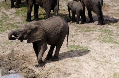 Elephants Stock Photos