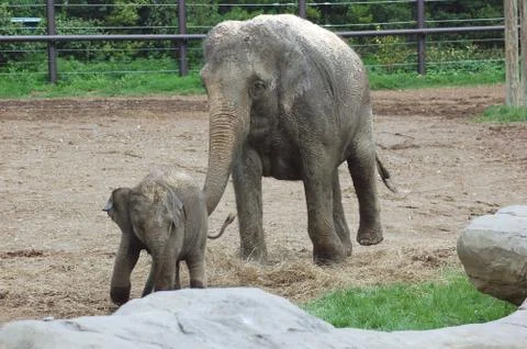 Elephants Stock Photos