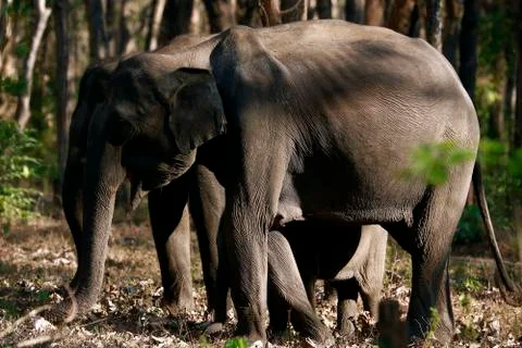 Elephants Fotos de archivo