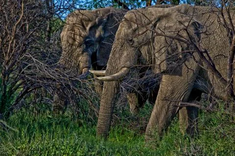 Elephants Stock Photos