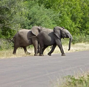 Elephants Stock Photos