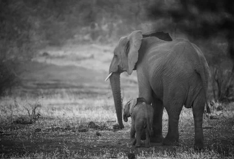 Elephants Stock Photos