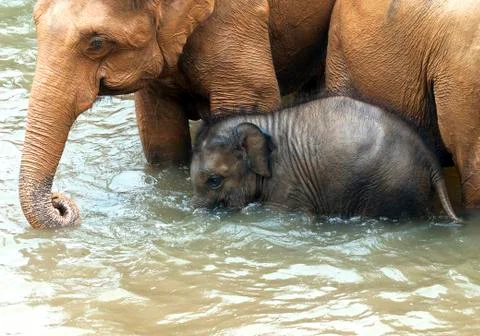 Elephants Stock Photos
