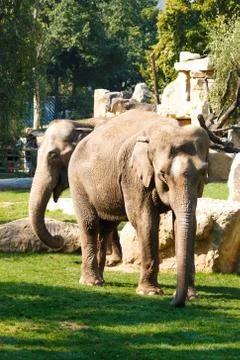 Elephants Stock Photos