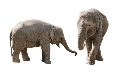 Elephants Stock Photos