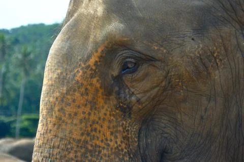 Elephants Stock Photos