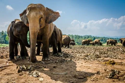 Elephants Stock Photos