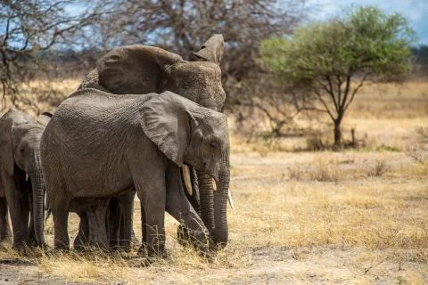 Elephants Stock Photos