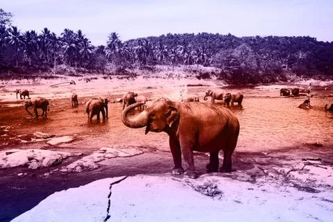 Elephants Stock Photos