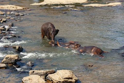Elephants Stock Photos