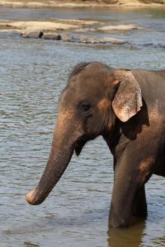 Elephants Stock Photos