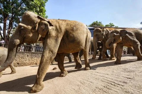 Elephants Stock Photos