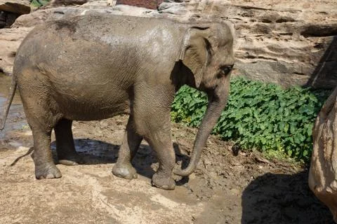Elephants Stock Photos