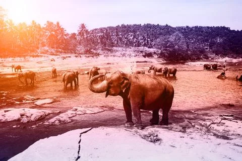 Elephants. Stock Photos