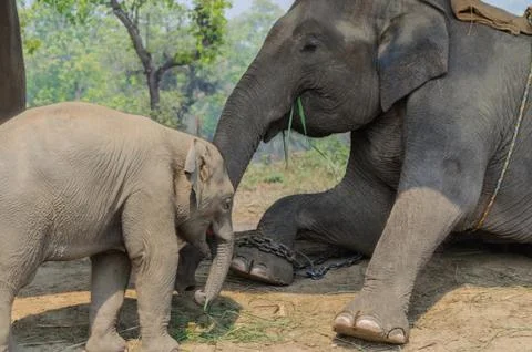 Elephants Stock Photos