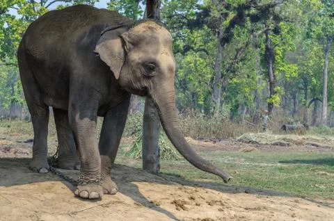 Elephants Stock Photos