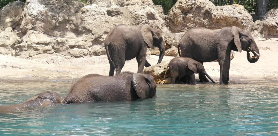 Elephants Foto stock