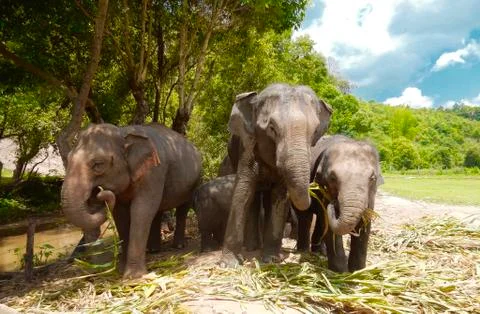 Elephants Stock Photos
