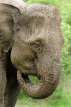 Elephants Foto stock