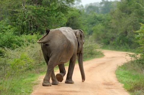 Elephants 写真素材