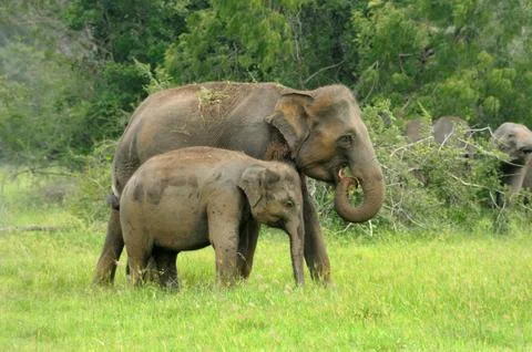 Elephants Stock Photos