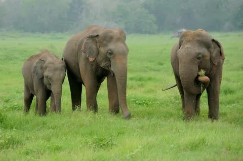 Elephants Stock Photos