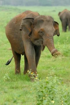 Elephants Foto stock