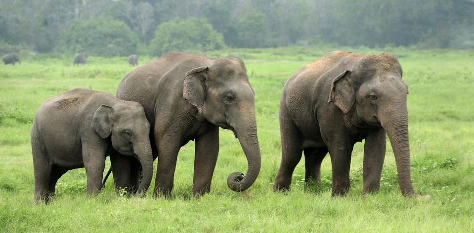 Elephants Stock-Fotos