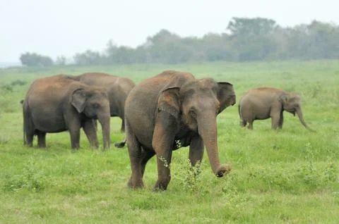 Elephants Stock Photos