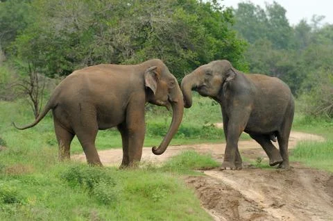 Elephants Stock-Fotos