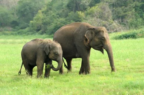 Elephants Stock-Fotos