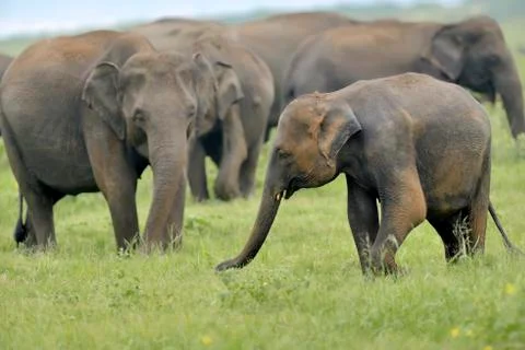 Elephants Foto stock