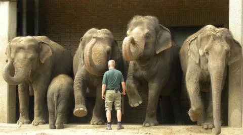 Elephants Foto stock