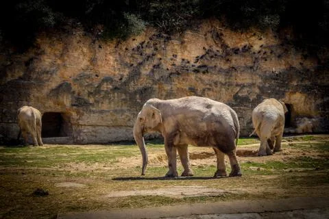ELEPHANTS Stock Photos