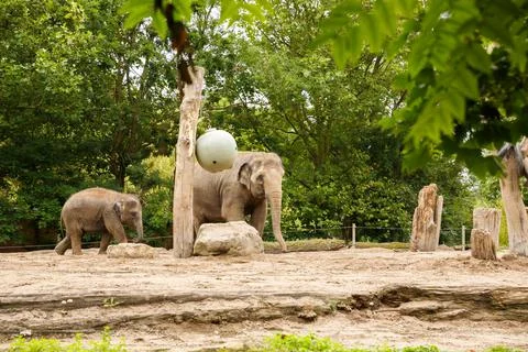 Elephants Stock Photos