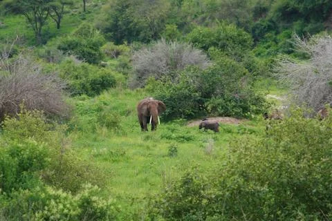 Elephants Stock Photos