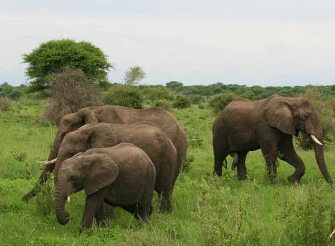 Elephants Stock Photos
