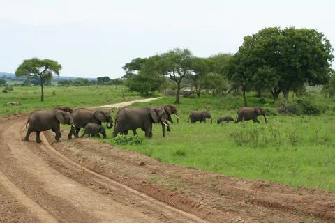 Elephants Stock Photos