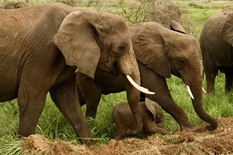 Elephants Stock Photos