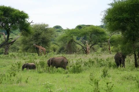 Elephants Foto stock