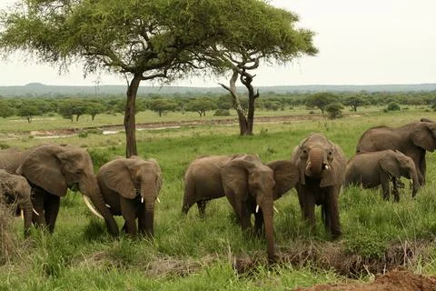 Elephants Stock Photos